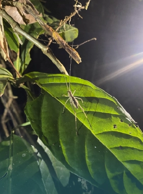 on-vacation-colombia-destino-amazonas-hotel-amazon-servicios-extras-atracciones-caminata-nocturna