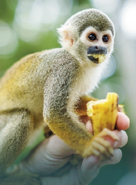 on-vacation-colombia-destino-amazonas-hotel-amazon-servicios-turisticos-isla-micos