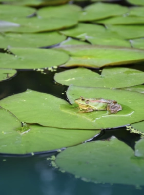 on-vacation-colombia-destino-amazonas-hotel-amazon-servicios-turisticos-parque-amacayacu