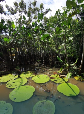 on-vacation-colombia-destino-amazonas-hotel-amazon-servicios-turisticos-reserva-victoria-regia