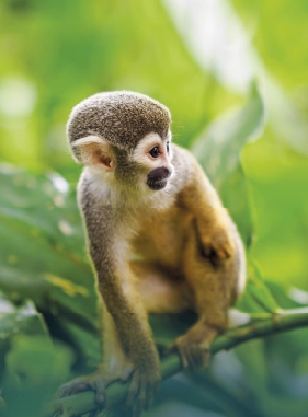 on-vacation-colombia-destino-amazonas-hotel-arara-servicios-extras-atracciones-isla-micos