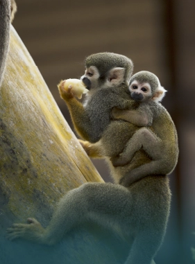 on-vacation-colombia-destino-amazonas-hotel-arara-servicios-turisticos-isla-micos