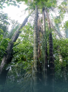 on-vacation-colombia-destino-eje-cafetero-hotel-tucanes-servicios-extras-atracciones-jardin-botanico