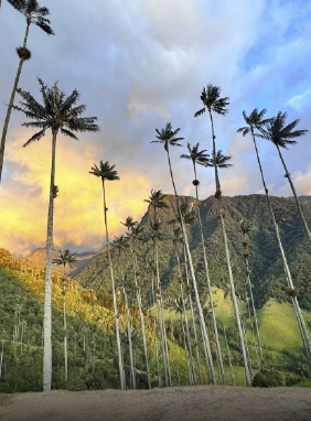 on-vacation-colombia-destino-eje-cafetero-servicios-lugares-turisticos-valle-del-cocora