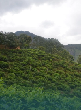 on-vacation-colombia-destino-santa-marta-hotel-portohorizonte-servicios-extras-fincas-cafeteras