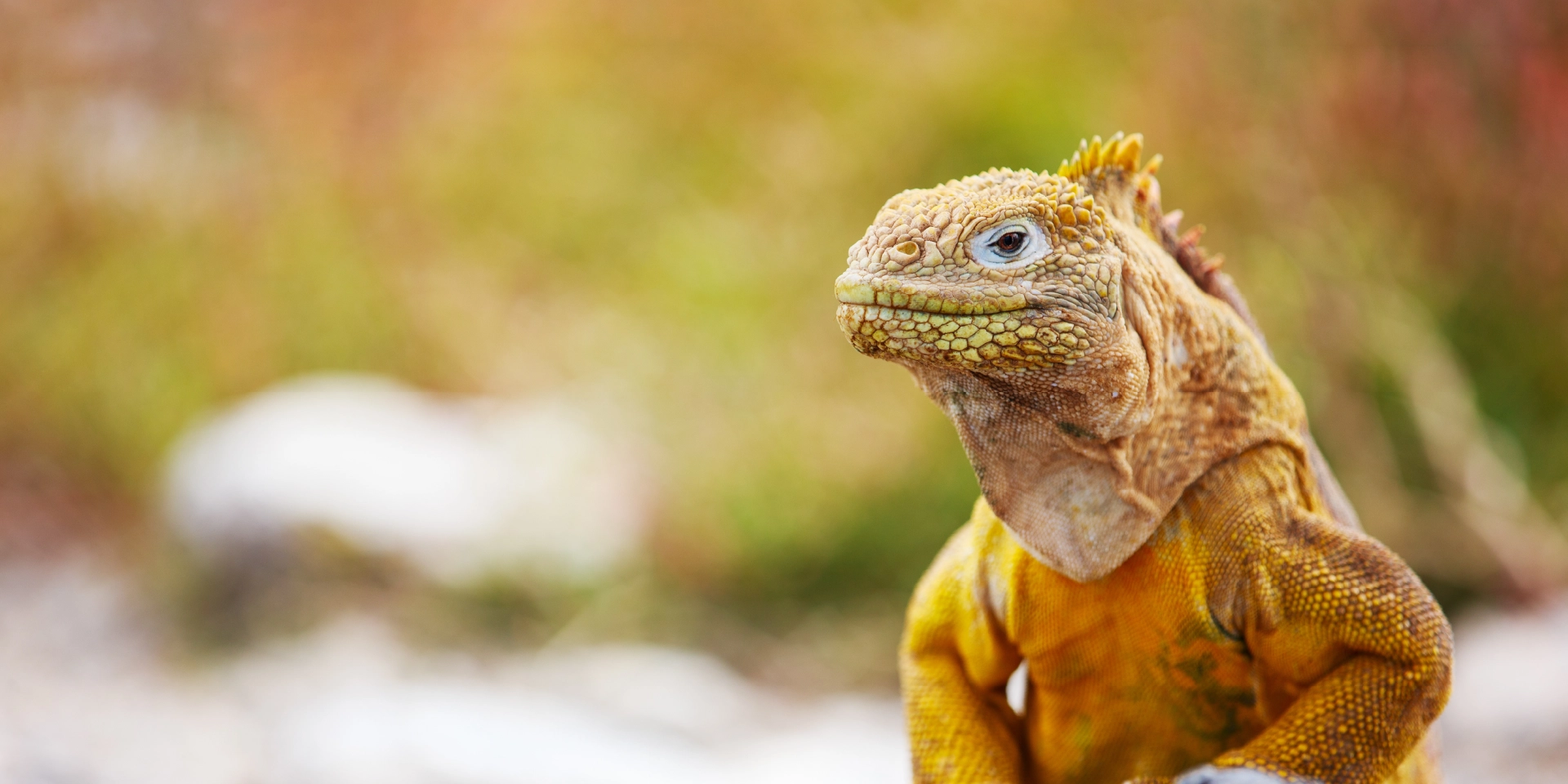 on-vacation-ecuador-destino-galapagos-hotel-chatham-iguana