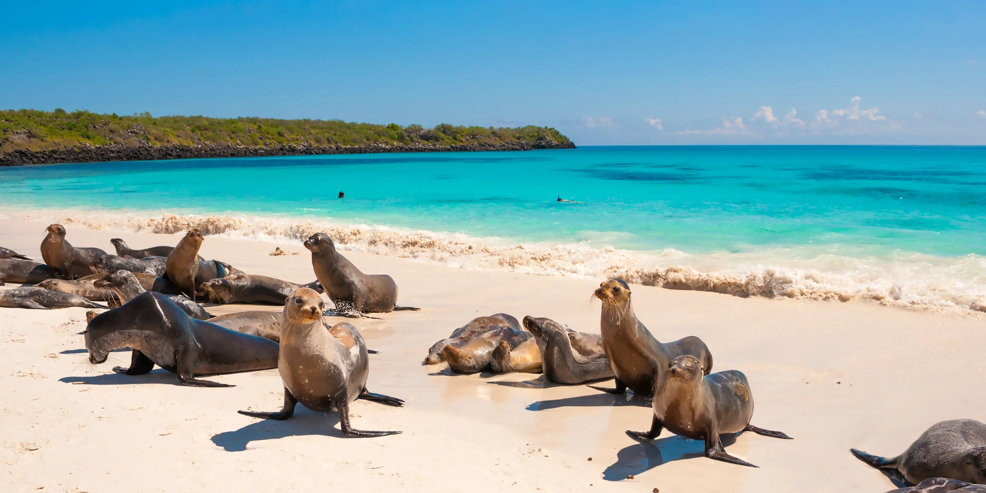 on-vacation-ecuador-destino-galapagos-hotel-chatham-leones-marinos