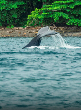 Para pesca y avistamiento de ballenas a través de la comunidad Playa Caracol.
Guías turísticas